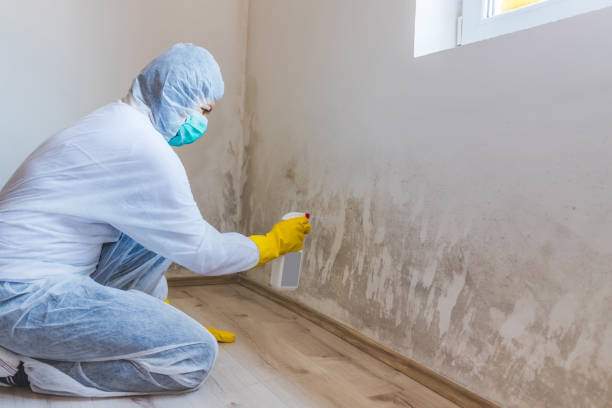 Licensed Basement Mold Removal service in Hatfield, PA - WQB Mold Removal
