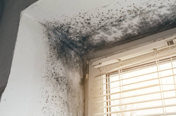 Affordable Basement Mold Removal solutions in Hatfield, PA